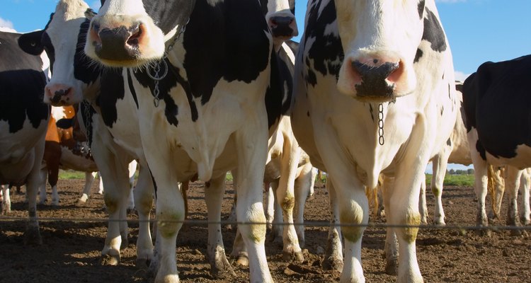 La cría selectiva de vacas con una alta producción de leche es económicamente ventajoso.