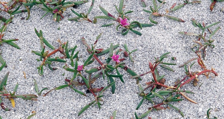 Las portulacas crecen bien bajo condiciones de suelos áridos.