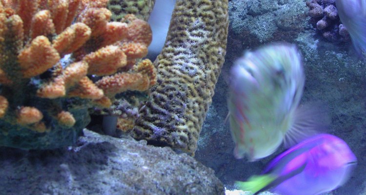 Live rock sometimes contain spores of aquatic plants.