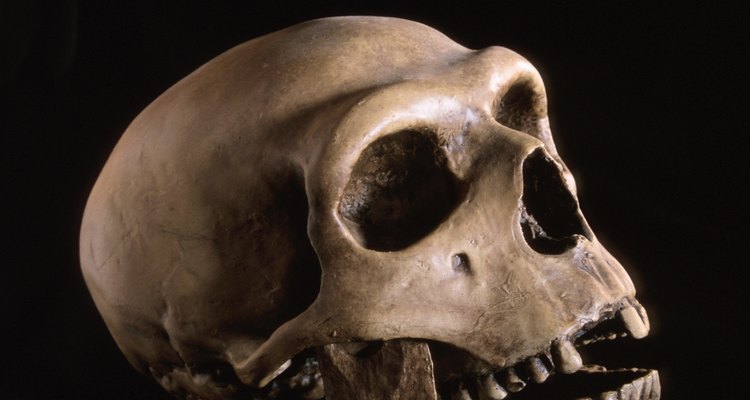 Los neandertales estuvieron listos en el comienzo del período Neolítico.