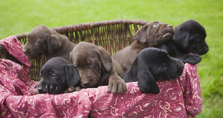 Filhotes de Labrador podem nascer com três cores comuns: amarelo, chocolate e preto