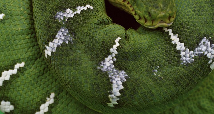 Uma festa de aniversário com temática de cobra é bastante incomum