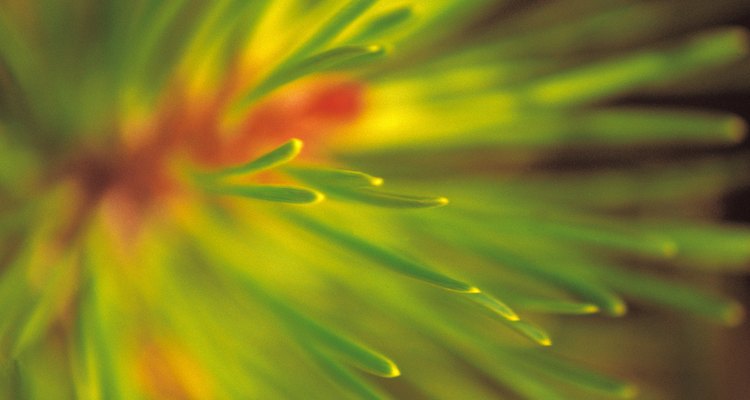 Close-up of conifer needles