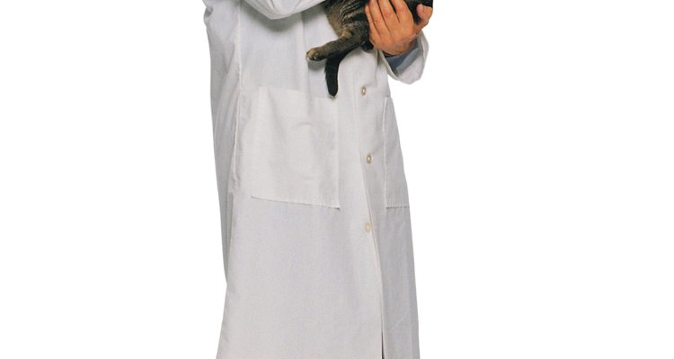 Um veterinário pode determinar a causa da baixa contagem de células brancas no sangue do seu gato