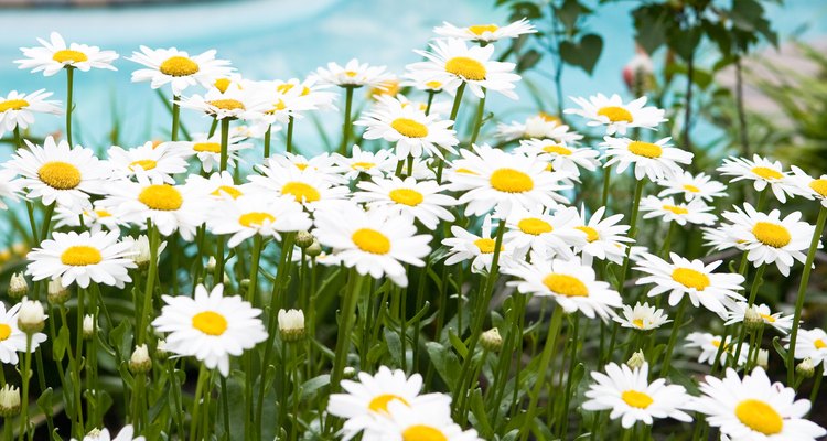 Daisy-like flowering plants can be grown for variety