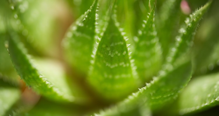 El aloe vera es una planta común de interior.