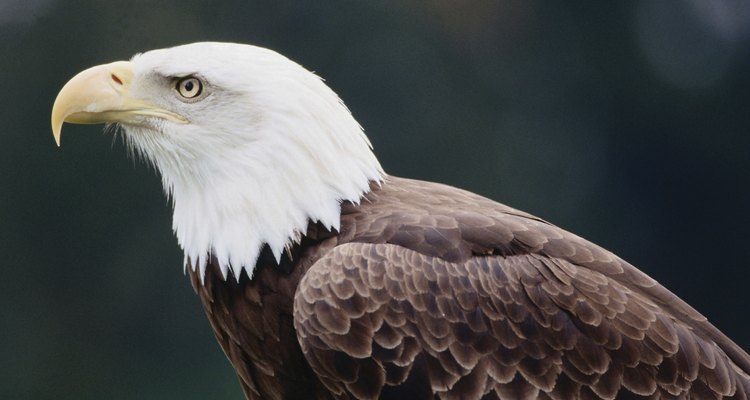 El águila calva aparece en el Gran Sello de los Estados Unidos.