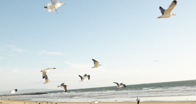 Seagulls are often found in large numbers at beaches frequented by people.