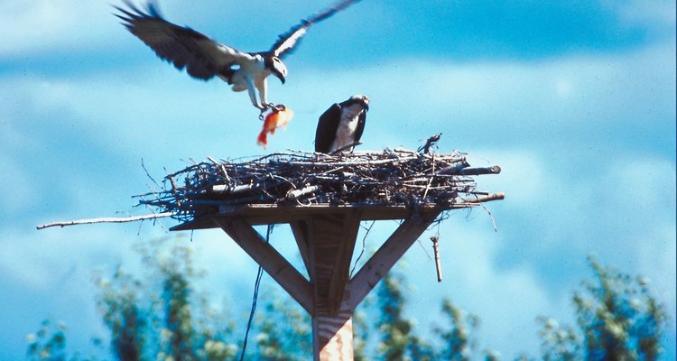 La mayoría de las águilas pescadoras son aves migratorias; ponen sus huevos en el norte y migran al sur para el invierno.