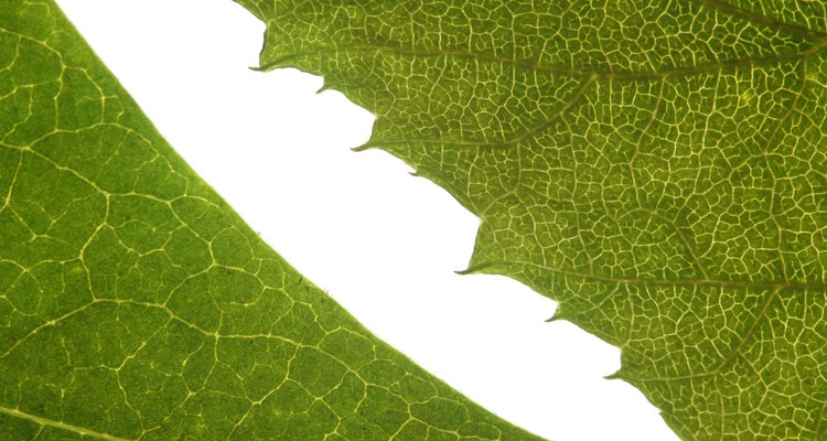 As folhas das plantas são feitas para captar luz solar para a fotossíntese