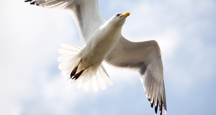 Seagulls can cause a lot of headache if they come in large numbers.