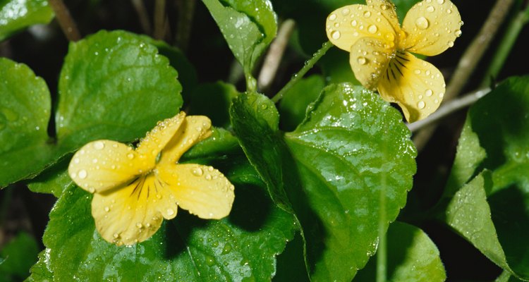 Las violas tienen flores más pequeñas que los pensamientos.