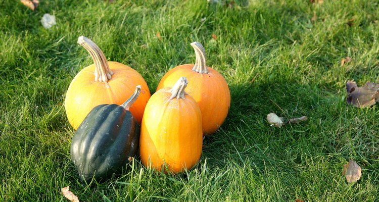 Usa calabazas para los juegos del Día de Acción de Gracias.