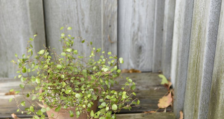 Protect decks from damp and rot associated with planters.