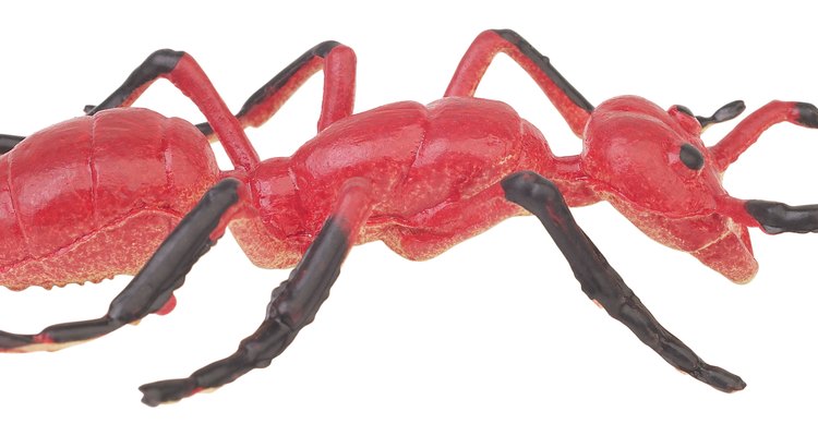 Las hormigas pueden tener varios colores, las termitas siempre son negras.