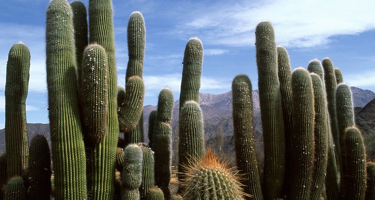 Grupo de cactus.