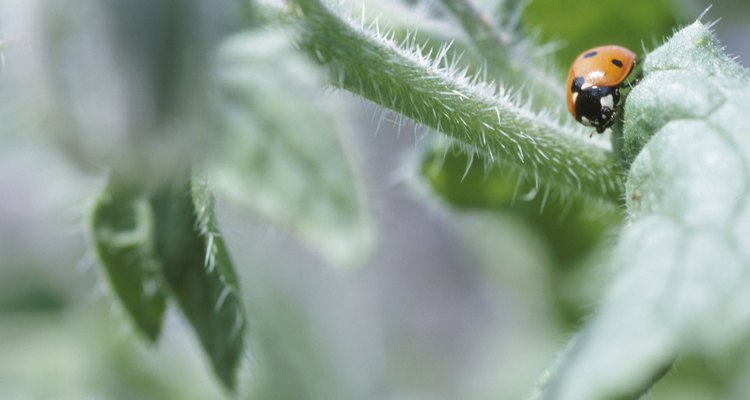 A maioria das espécies de insetos se alimenta de plantas
