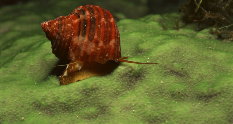 Os caracóis aquáticos podem permanecer em suas conchas durante dias