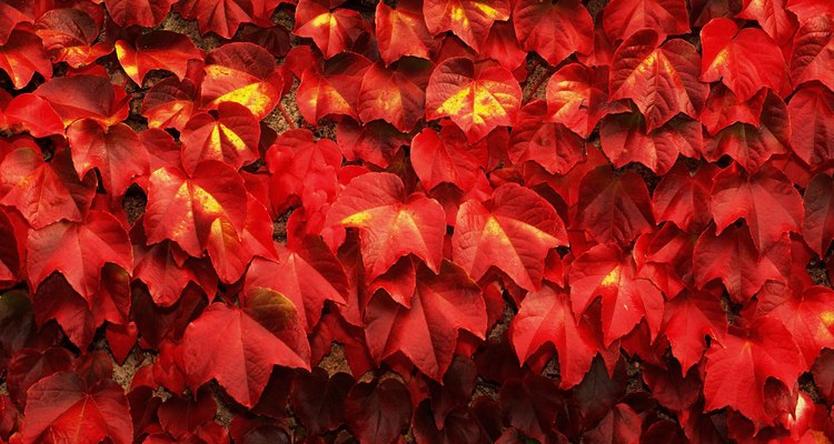 Virginia creeper provides beautiful autumn foliage.