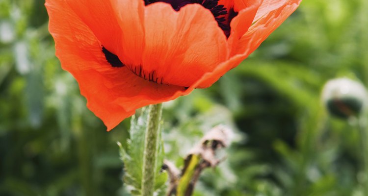Plenty of alternatives to the opium poppy exist for the home garden.