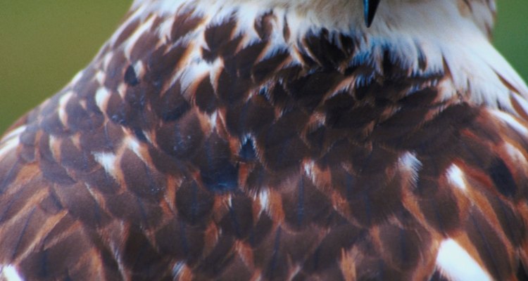 El afilado pico curvo de un halcón le ayuda a capturar a sus presas.