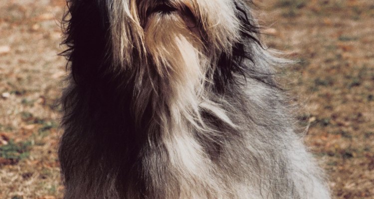 Existen varias razas de perros con pelo largo y lanudos como este collie barbudo.