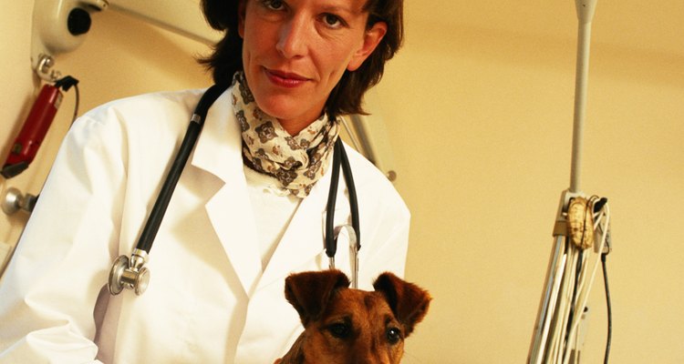 Os veterinários investem em equipamentos médicos para tratar animais
