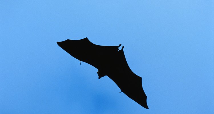 Según AnimalTourism.com, hay 47 especies diferentes de murciélagos en los Estados Unidos.