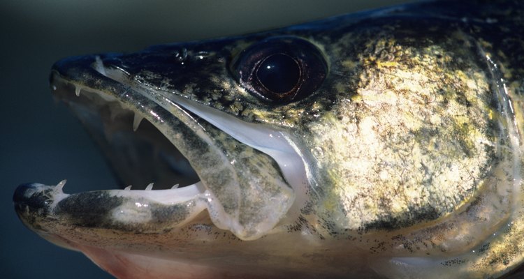 Which Uk Freshwater Fish Are Edible