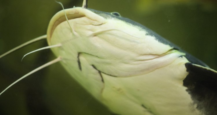 Aquarium catfish enjoy fresh cucumber.