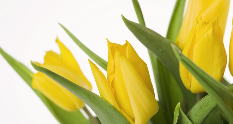 El tulipán es un ejemplo de una planta de bulbo.