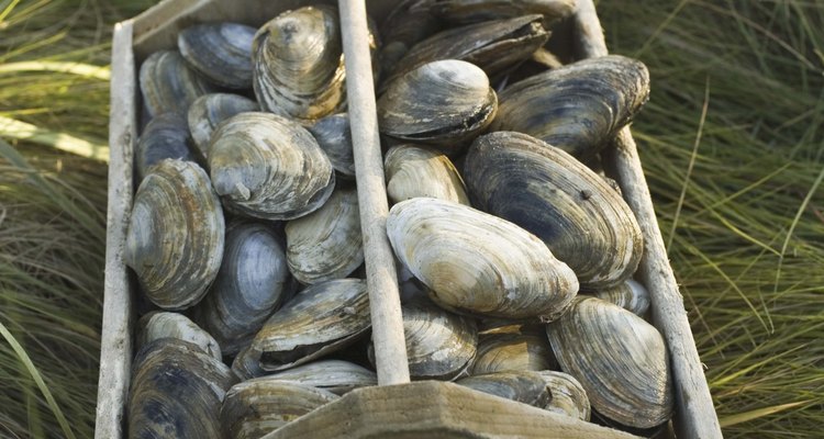 Crate of raw clams