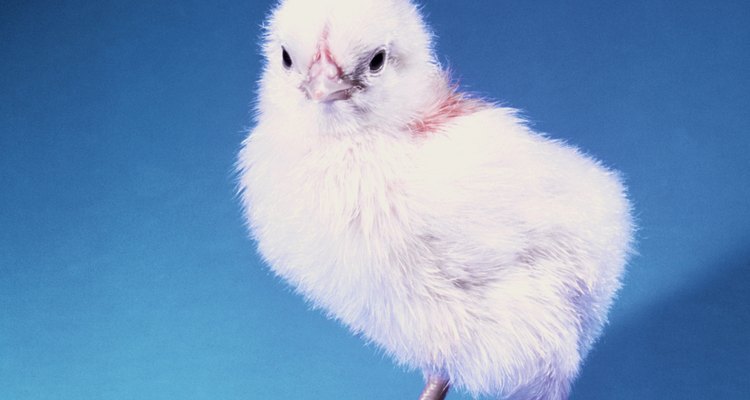 Los polluelos son adorables, pero requieren muchos cuidados.