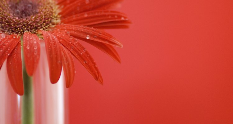 Llena un vaso o un florero con agua templada y añade unas gotas de colorante para alimentos.