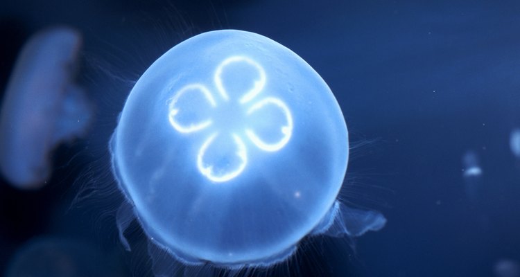 La medusa luna es también conocida como medusa común o medusa platillo.