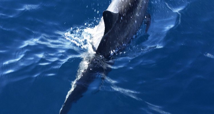El delfín es también un predador natural de los pulpos.