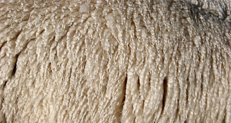 Sheep Wool Still on Sheep