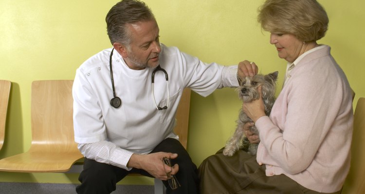 Marque uma consulta com o veterinário se perceber qualquer inchaço diferente na pele do seu cão