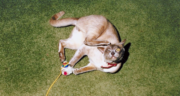 Fleas carry some serious diseases like bubonic plague and typhus.