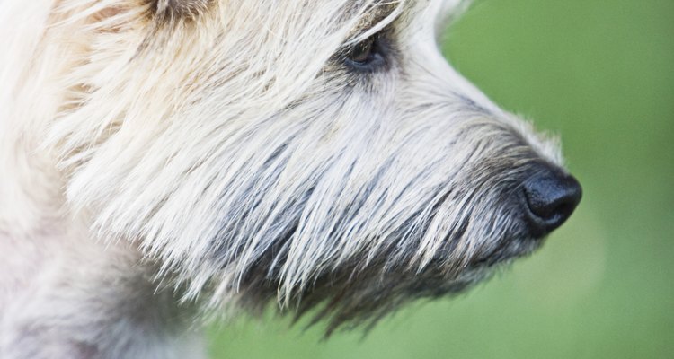 Keep an aggressive Cairn terrier away from children.