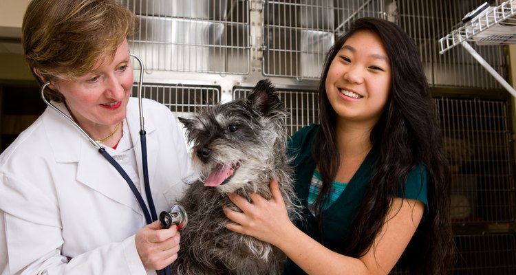 Lleva a tu perro al veterinario.