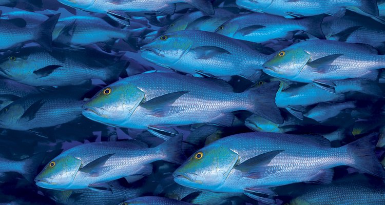 É possível fazer charque de peixe com espécies de água doce ou salgada