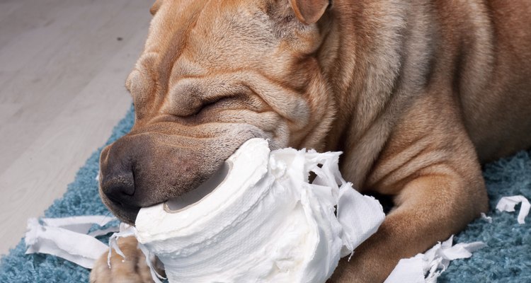 Alguns cães comem papel higiênico até os dois anos
