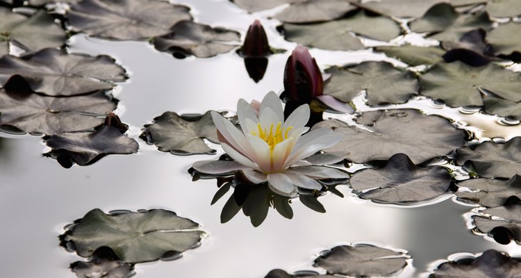 Water lilies can overrun a lake if not kept in check.