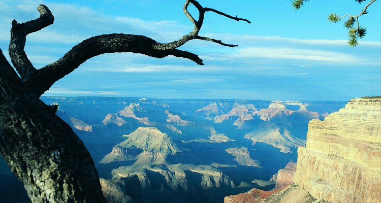 Realiza un corte en la rama del árbol donde harás el injerto.