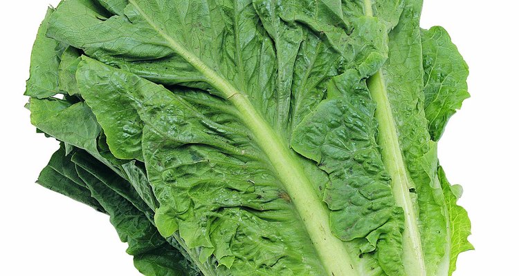 La lechuga romana forma una cabeza erguida.