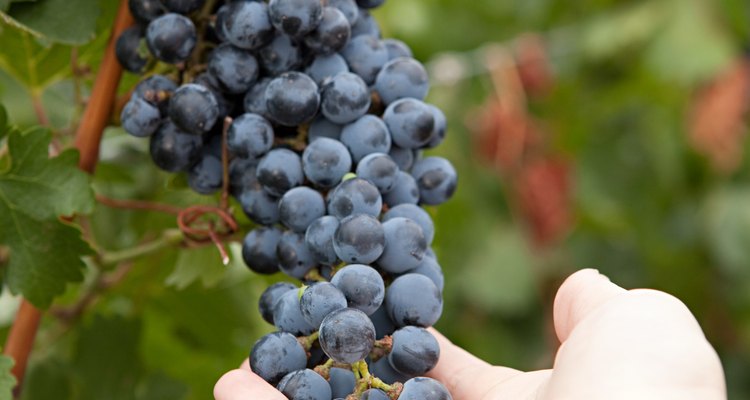 Los viñedos comerciales producen grandes cantidades de uvas sembrando estacas o injertos.