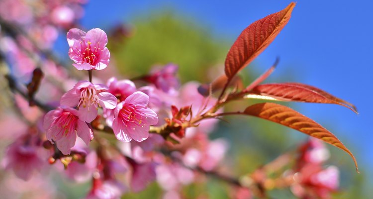 When to prune cherry trees?