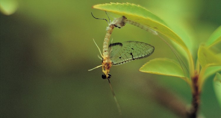 Las libélulas en desarrollo mudan hasta 15 veces antes de llegar a la etapa adulta.