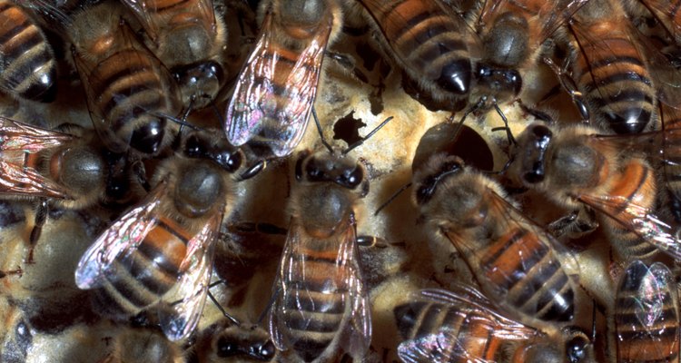 You may see only a few bees at a time, but a hive may lurk inside the soffit.